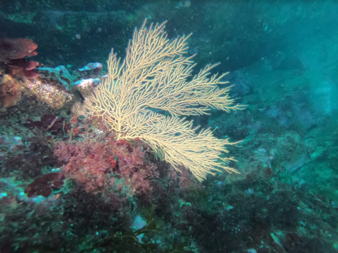 Campeonato Navarro de Fotografía Submarina 2021
